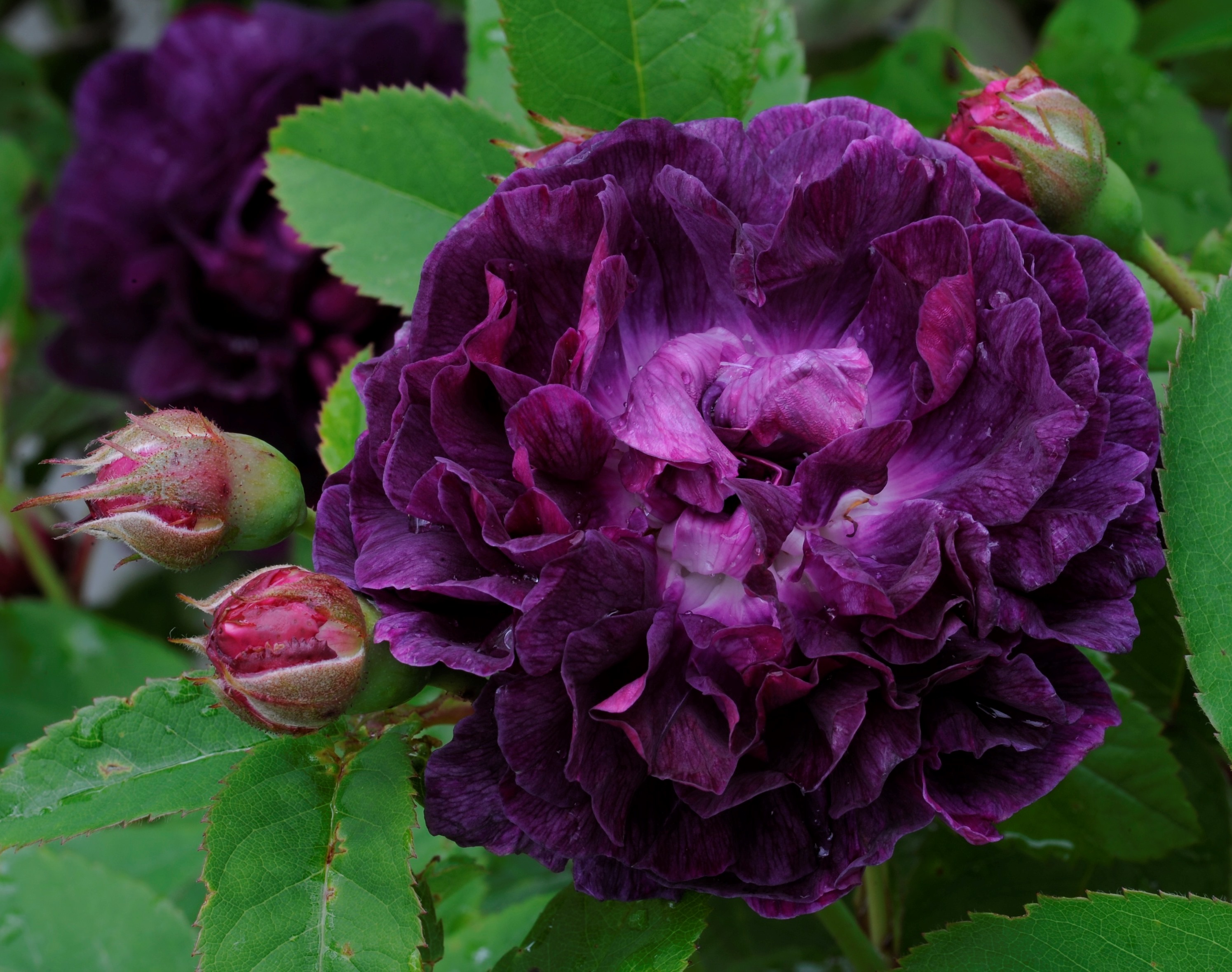 Närbild av blomman hos den mörkvioletta buskrosen 'Skeda'. Färgfoto.