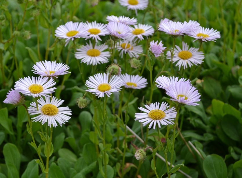 Strandbinka 'Fru Frida Lindström'. Närbild av ljuslila blomma. Foto.