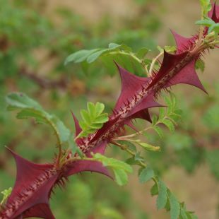 Närbild av de röda taggarna på stjälkarna hos taggtrådsrosen 'Kärnan'.