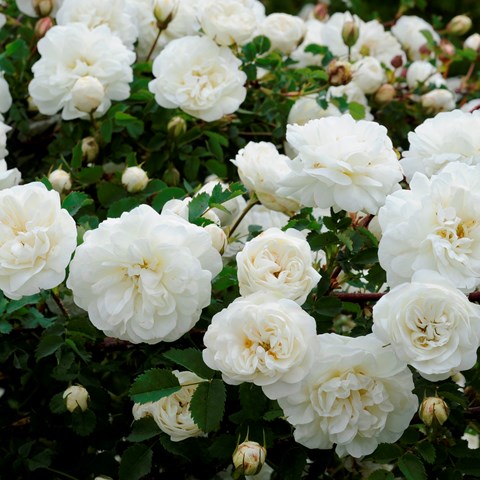 Blomning hos spinosissima-rosen 'Valdemarsvik'. På fotot syns ett tjugotal vita rosor mot bakgrund av det ganska mörkt gröna bladverket. Färgfoto. 