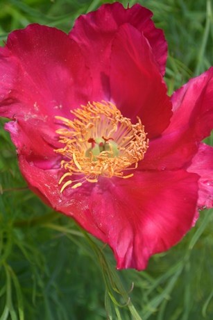 Ett färgfoto av herrgårdspion, Paeonia x hybrida. Fotot är en närbild av den röda, enkla blomman med en mängd gula ståndare i mitten.