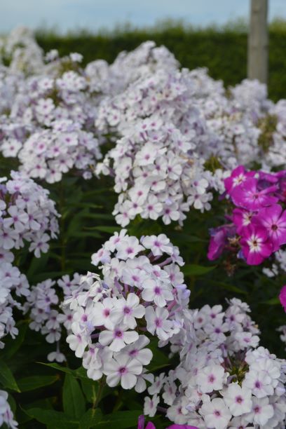 Färgfoto föreställande höstfloxen 'Ingeborg från Nybro'. På fotot ses flera blomställningar. Blommorna är vita med ett lila öga. 