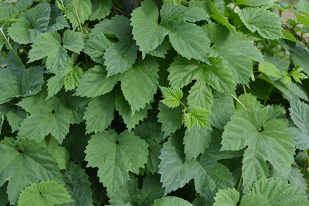 Färgfoto föreställande bladverket hos en humleplanta.