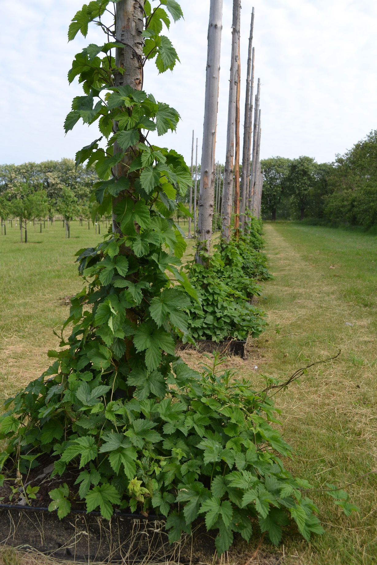 Färgfoto som visar en rad av humleplantor i Nationella genbanken. Humlen klänger på störar. Mellan plantorna växer gräs.