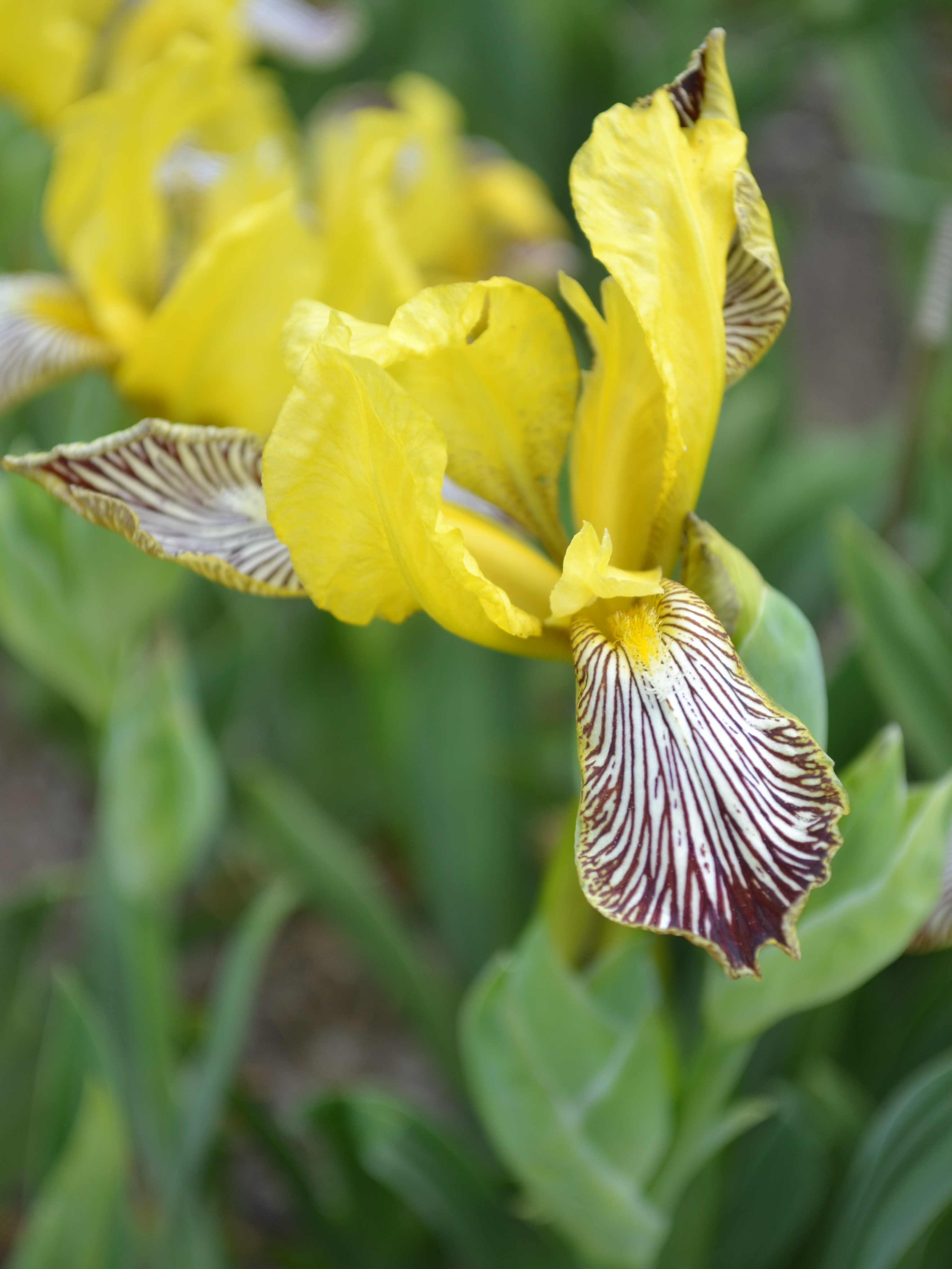 Skäggirisen 'Söderbärke' i blom. Irisen blommar med gula övre kalkblad och lila och vita nedre kalkblad. Färgfoto.