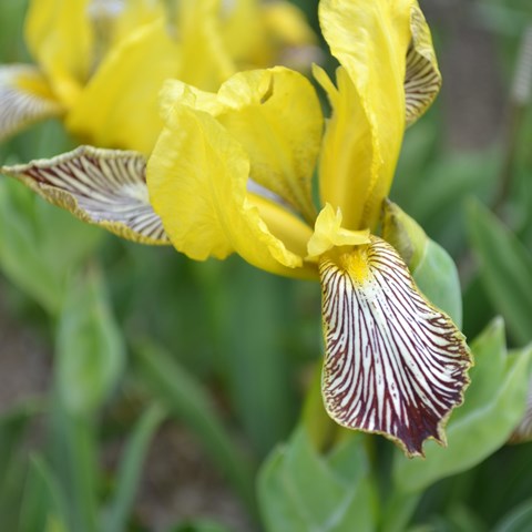 Skäggirisen 'Söderbärke' i blom. Irisen blommar med gula övre kalkblad och lila och vita nedre kalkblad. Färgfoto.