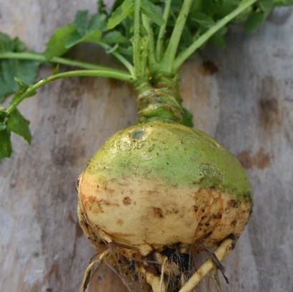 Närbild av kålroten 'Klint Karins'. Kålroten ligger nyskördad med grön blast på ett träbord.