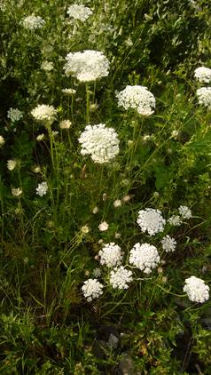 Morotsplanta i blom. I mitten av foto syns den vita, korgblommiga blomman. Färgfoto.