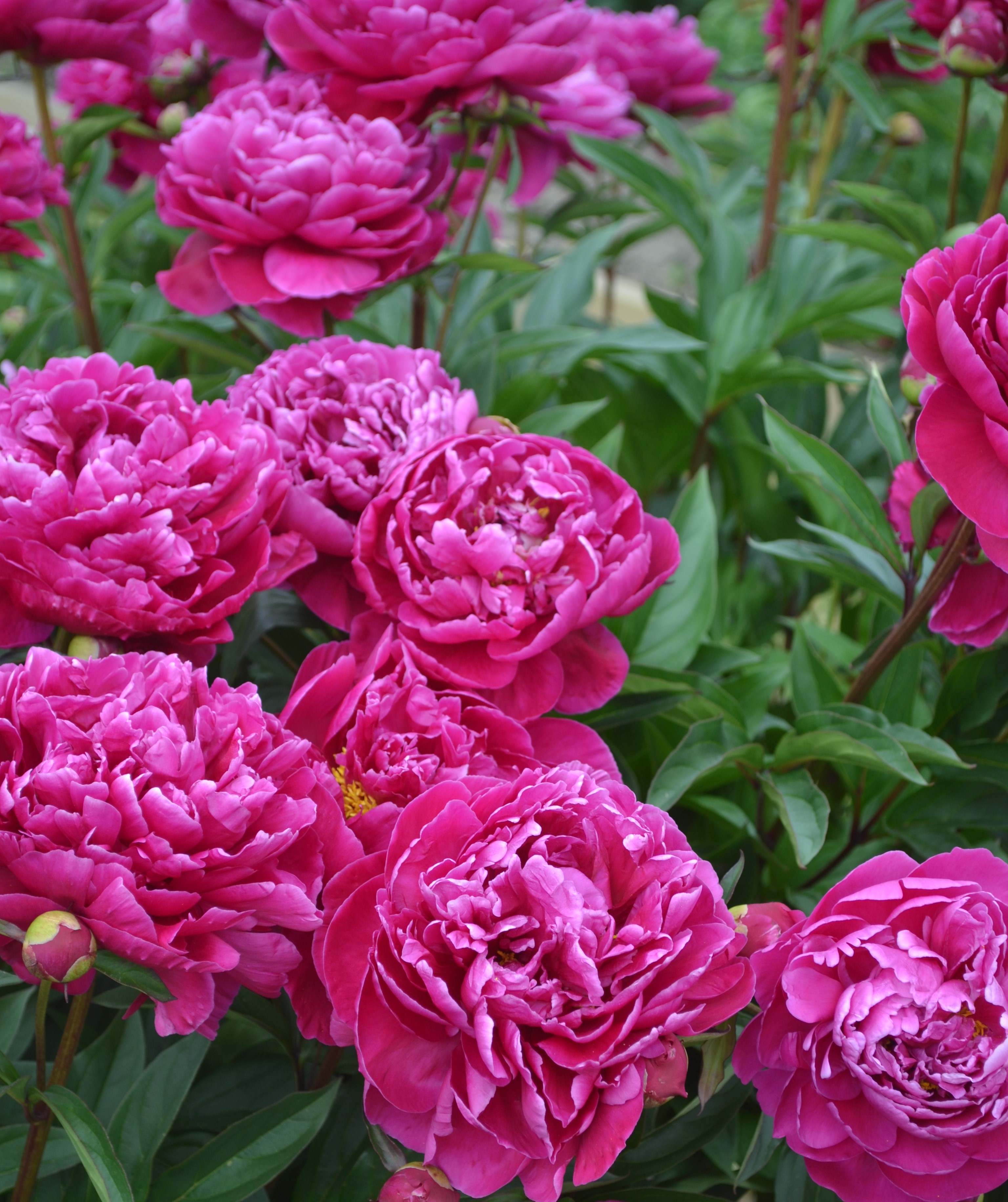 Blommande mörkt rosa luktpioner.