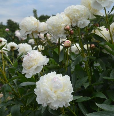 En vitblommande luktpion. 