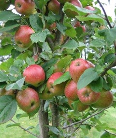 Ett äppleträd av sorten 'Alnarps Favorit', dignande av röda äpplen.