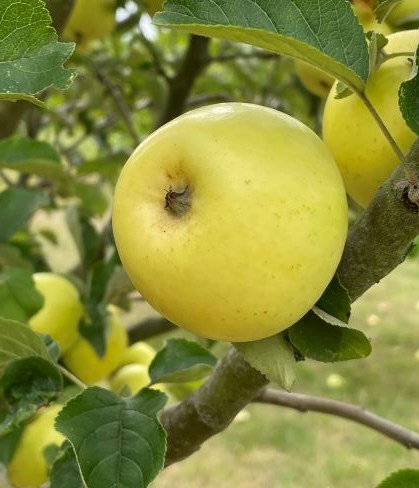 Närbild av ett äpple av sorten 'A2'. Äpplet är gult.