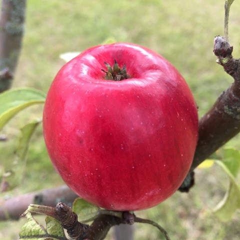 Närbild av ett rött äpple av sorten 'Råby Rubin'. Färgfoto.
