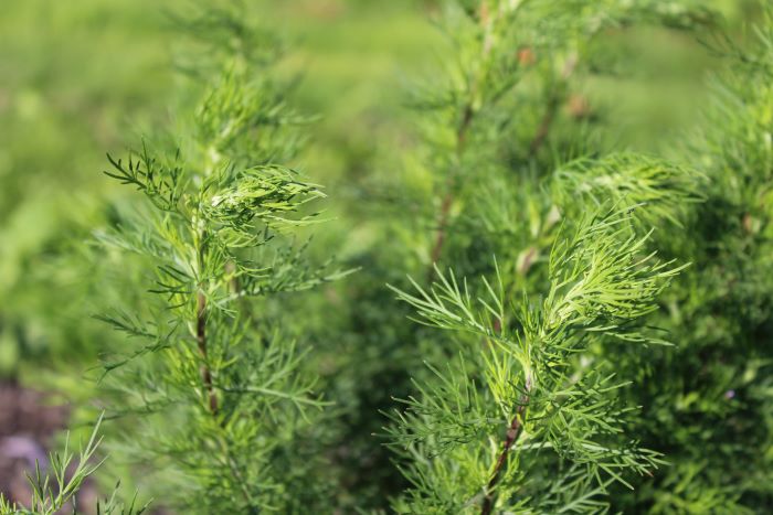 Färgfoto som visar det gröna bladverket hos åbrodd. 