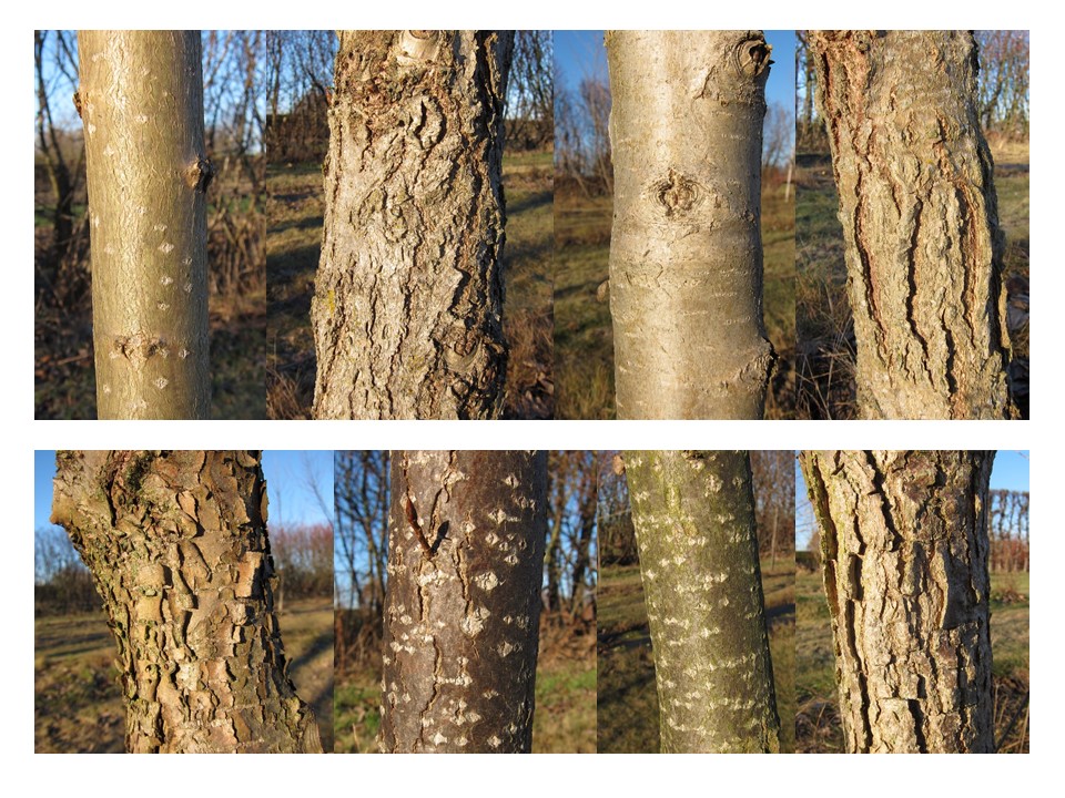 Färgfoto som visar barkstrukturen hos åtta olika popplar i genbanken. Fotot är sammanfogat av olika foton som visar stamman hos åtta olika arter eller sorter av poppel. I den övre raden syns närbilder av fyra popplar och i den undre visas närbilder av fyra andra. Färgfoto.