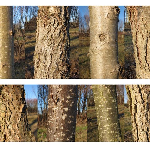 Färgfoto som visar barkstrukturen hos åtta olika popplar i genbanken. Fotot är sammanfogat av olika foton som visar stamman hos åtta olika arter eller sorter av poppel. I den övre raden syns närbilder av fyra popplar och i den undre visas närbilder av fyra andra. Färgfoto.
