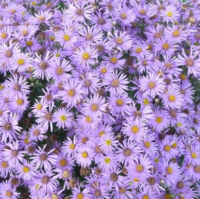 Blommande brittsommaraster av sorten 'Axel Tallner'.