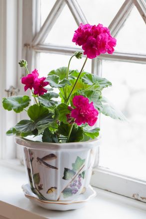 Pelargonen 'Drottningminne' med skarpt rosa blommor. Plantan står i en vit, äldre kruka. 