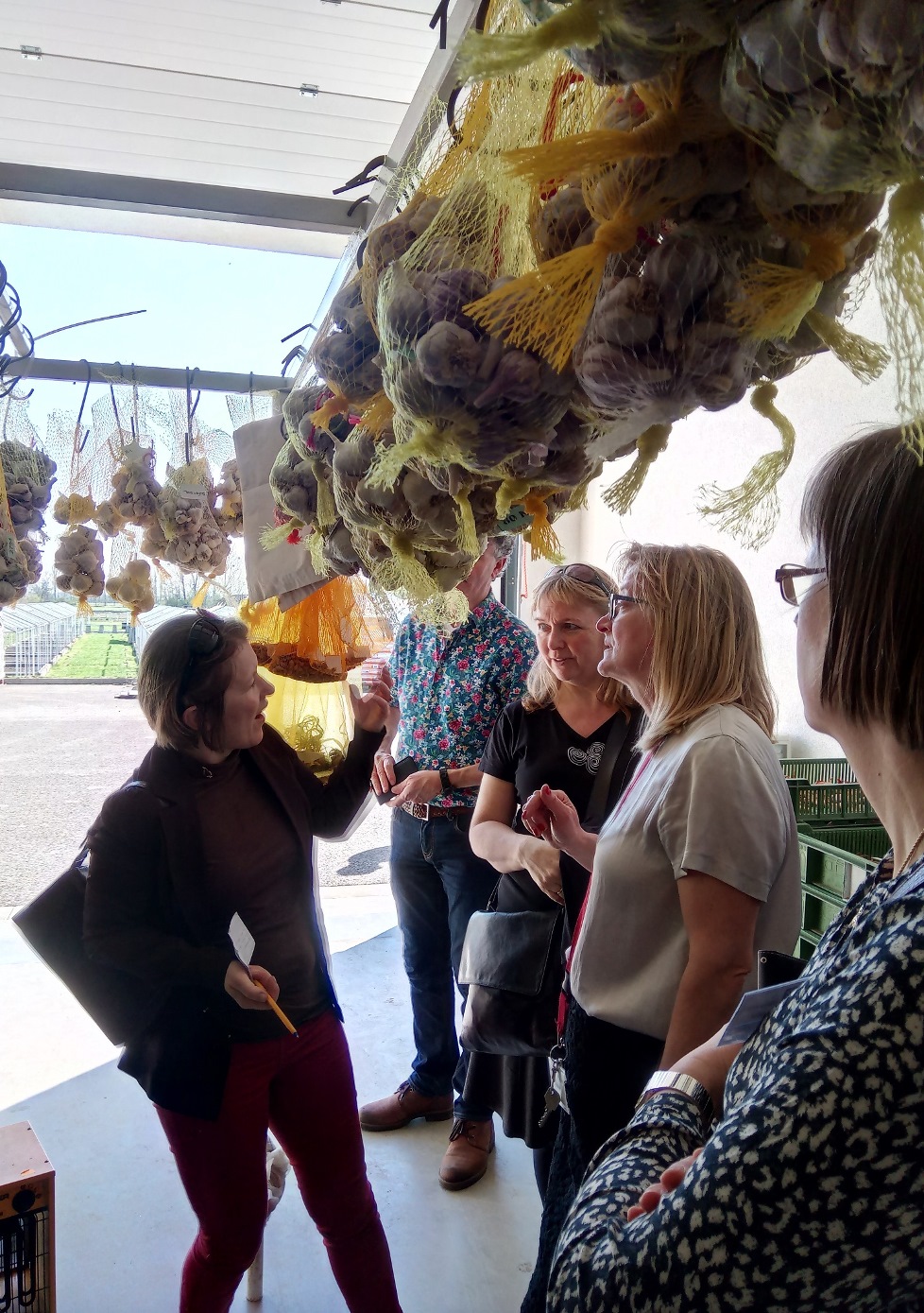 Foto taget vid ECPGR:s Alliummöte i Tjeckien. Fotot föreställer en grupp människor som tittar på lökar, upphängda i en ställning i ett tak. 