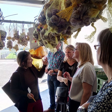 Foto taget vid ECPGR:s Alliummöte i Tjeckien. Fotot föreställer en grupp människor som tittar på lökar, upphängda i en ställning i ett tak.