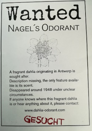 Foto av affisch med efterlysning av en doftande dahliasort. 