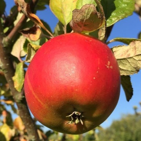 Närbild av ett rött äpple av sorten 'Cox's Orange Pippin'. Färgfoto. 