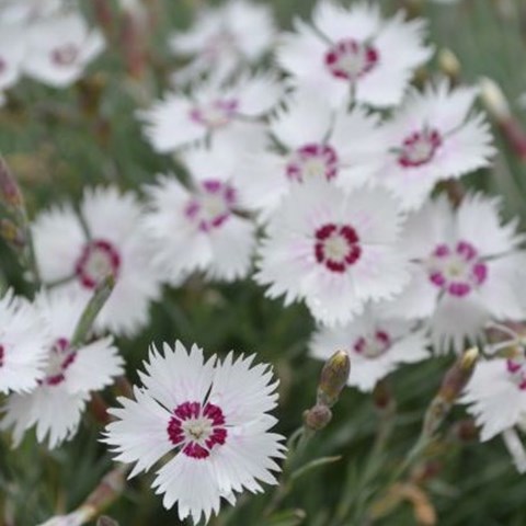 Närbild av fjädernejlikan 'Marieberg'. Blomman är vit med röd mitt och har fransiga kronblad. 