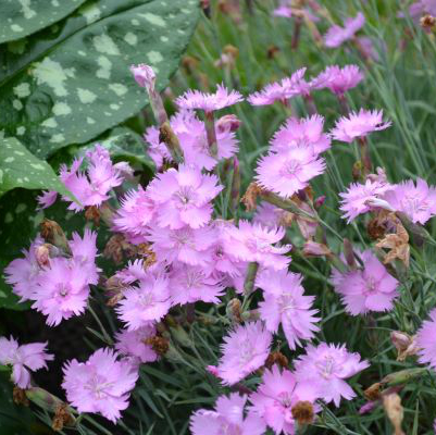 Fjädernejlikan 'Timmermannens Rosa' blommar med enkla, mörkt rosa blommor. 