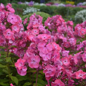 Höstflox på provodlingen av perenner i Alnarp. I förgrunden ses en rosa höstflox, i bakgrunden andra perenner. 