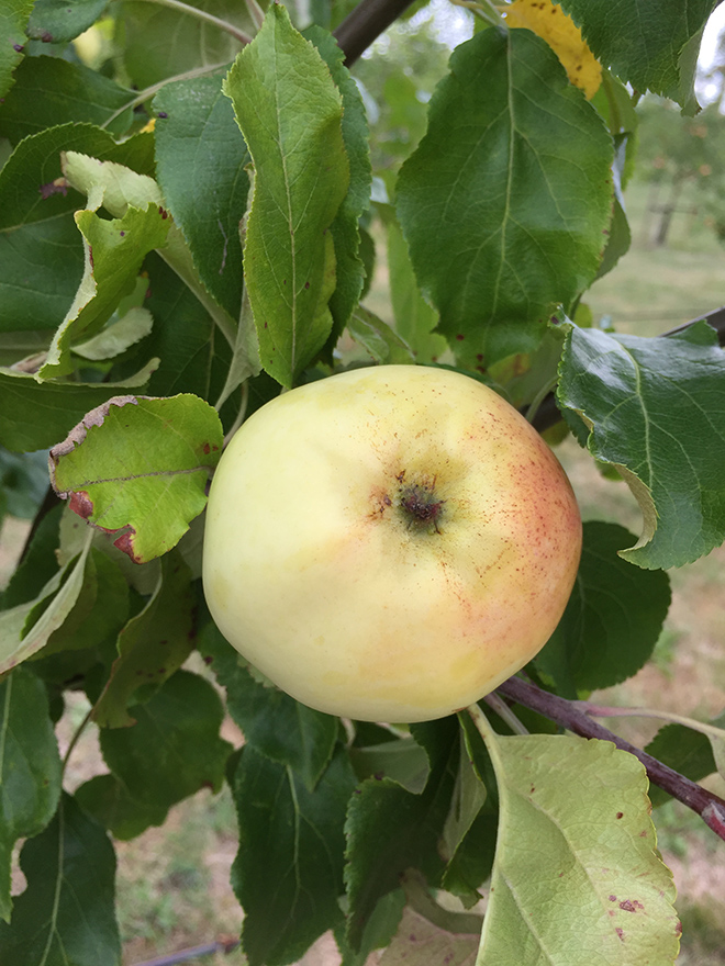 Närbild av ett rött och gult äpple. 