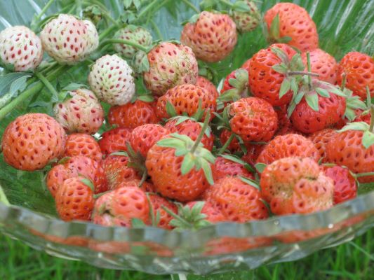 Bär av jättesmultronet Fragaria chiloensis ligger i en glasskål. 