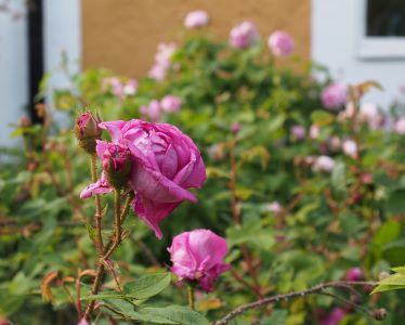 Närbild av en knopp av den rosa mossrosen 'Frida Dolk'.