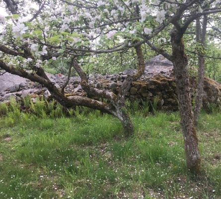 Två gamla fruktträd med smala stammar. Träden blommar med vita blommor.