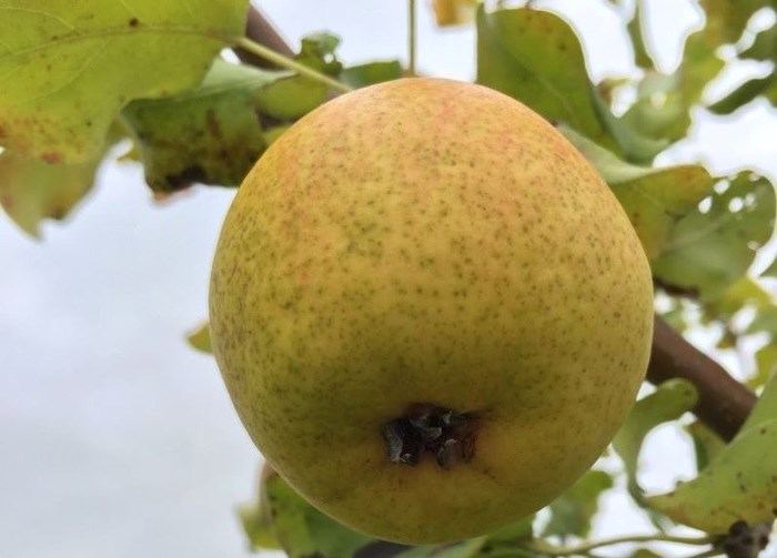 Ett gult äpple av sorten 'Göteborgs Diamant' hänger från en gren i ett äppelträd. Fotot är taget från marken så att man ser äpplet underifrån. Färgfoto.