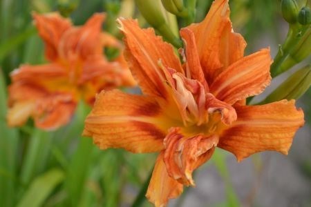 Närbild av den dubbla blomman hos brunröd daglilja 'Frösvidal'.