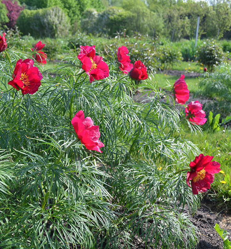 Färgfoto föreställande en herrgårdspion, Paeonia x hybrida. På fotot ses en pionplanta i blom. Blommorna är röda och enkla.