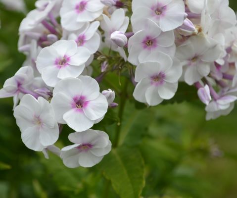 Höstflox 'Hulda Fredriksson'.