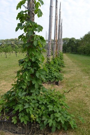 Färgfoto som visar humlesamlingen i Nationella genbanken. I mitten av fotot syns en humleplanta som slingrar sig uppför en humlestör. Fotot är taget mitt i sommaren.