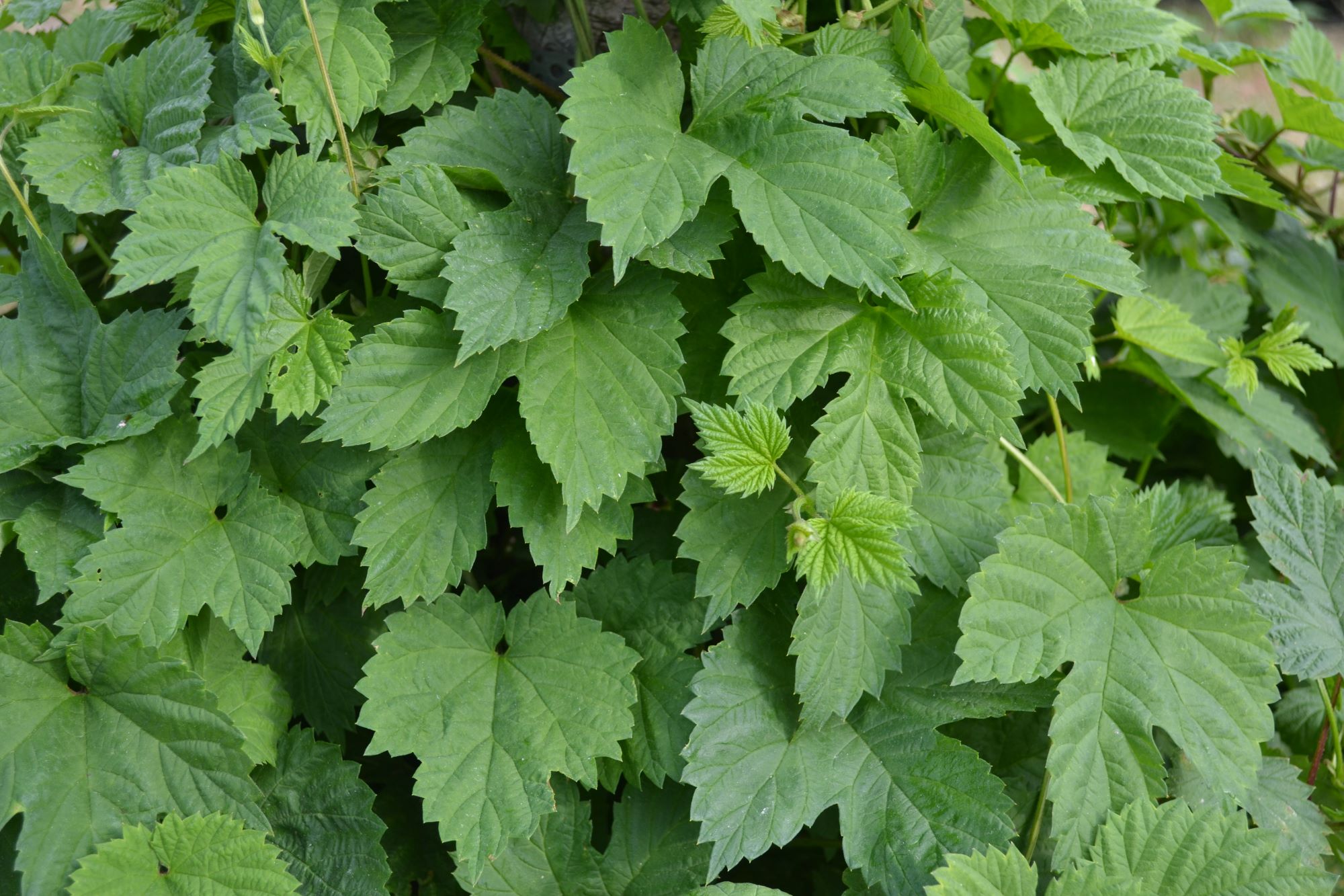 Närbild av humleblad.