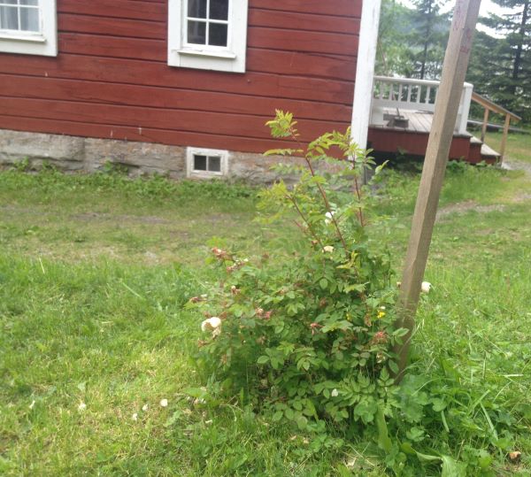 En planta av spinosissimarosen 'Vaplan', planterad framför ett äldre trähus på Jamtli. Färgfoto.