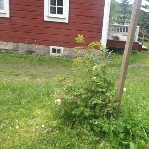 En planta av spinosissimarosen 'Vaplan', planterad framför ett äldre trähus på Jamtli. Färgfoto.