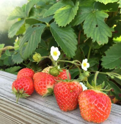 I förgrunden ligger fyra röda jordgubbar av sorten 'Indra'. I bakgrunden syns det gröna bladverket på jordgubbsplantorna. 