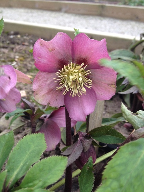 Färgfoto föreställande en julros med lilarosa blommor. Julrosen står planterad i Nationella genbanken. 