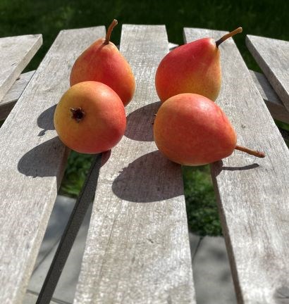 Fyra ljust röda päron av sorten 'Kanelpäron' ligger på ett träbord utomhus.