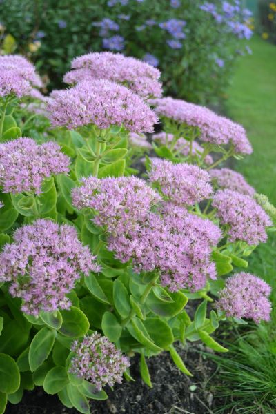 Kinesisk kärleksört 'Granlunda'. Fotot visar plantor i blom. Sorten har ljust lilarosa blommor. 
