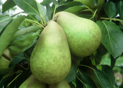 Ett färgfoto föreställande stora, gröna päron som hänger i ett träd. 