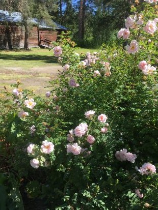 Foto från Kulturbotan i Lycksele. I förgrunden ses en Husmoderros, i bakgrunden en förrådsbyggnad, målad i mörkt brunt. 