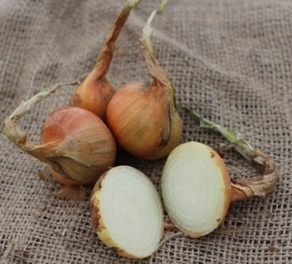 Färgfoto av potatislöken 'Leksand'. Lökarna ligger på juteväv. En lök är skuren mitt itu så att man den i genomskärning.