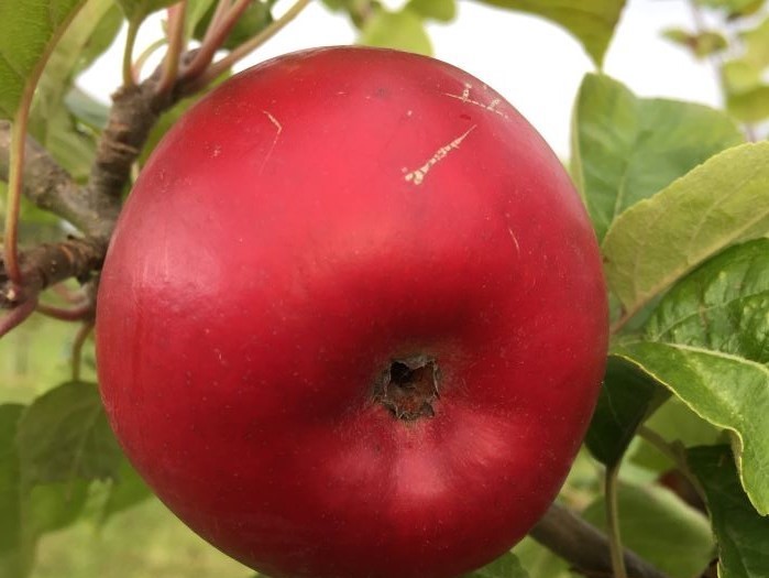 Närbild av ett rött äpple av sorten 'Nyckelby'. Färgfoto.