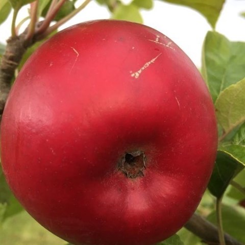Närbild av ett rött äpple av sorten 'Nyckelby'. Färgfoto.